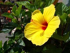20080710, LAGO DI GARDA 037